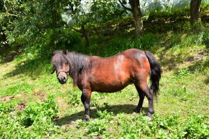 pony-am-bauernhof