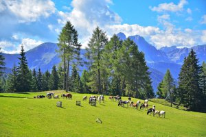 Kühe auf der Alm