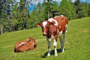 Unser Kühe auf der Alm