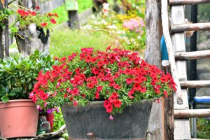 garten-blumen