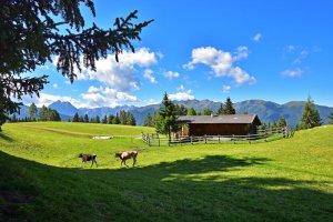 lueser-alm