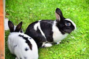 tiere-kaninchen2