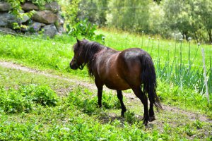 tiere-pony